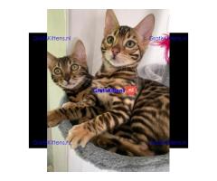 Topkwaliteit goudbruine rosetted bengalen beschikbaar