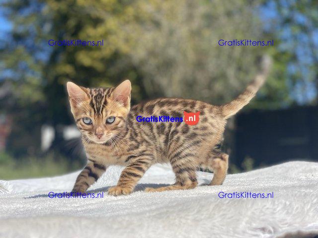 Topkwaliteit goudbruine rosetted bengalen beschikbaar