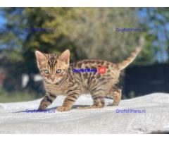 Topkwaliteit goudbruine rosetted bengalen beschikbaar