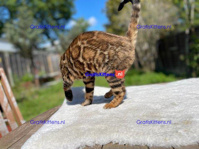 Topkwaliteit goudbruine rosetted bengalen beschikbaar