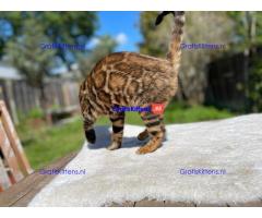 Topkwaliteit goudbruine rosetted bengalen beschikbaar