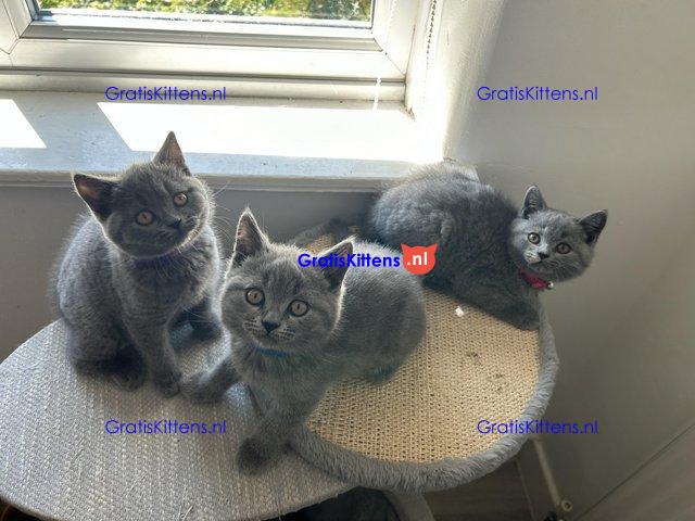 BRITSE KORTHAAR KITTENS GCCF GEREGISTREERD