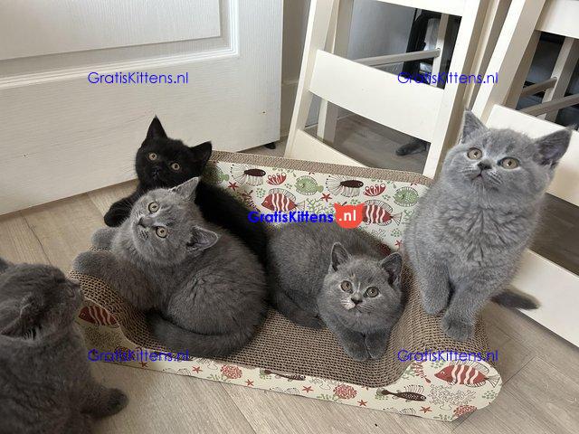 BRITSE KORTHAAR KITTENS GCCF GEREGISTREERD