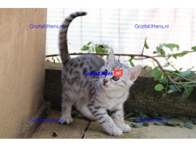 Super Bengaalse kittens