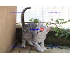 Super Bengaalse kittens