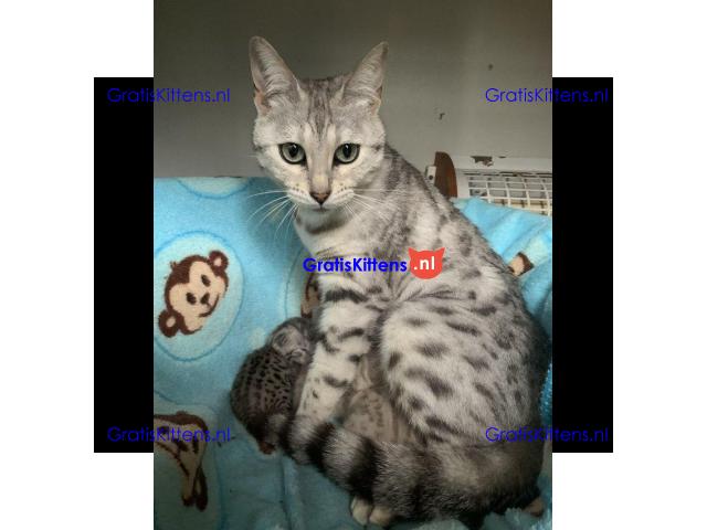 Super Bengaalse kittens