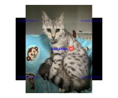 Super Bengaalse kittens