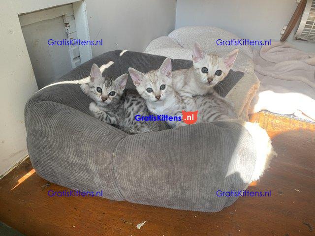 Super Bengaalse kittens