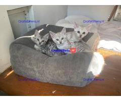 Super Bengaalse kittens