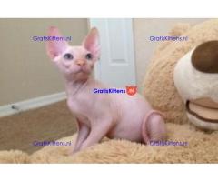 mannelijke en vrouwelijke Sphynx-kittens