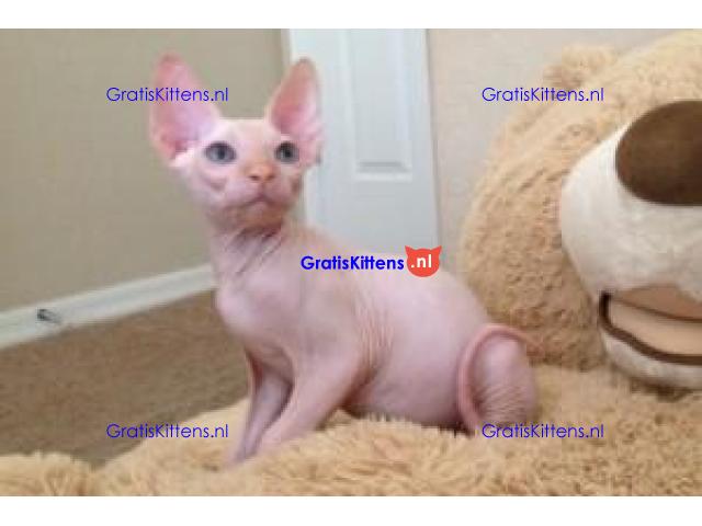 mannelijke en vrouwelijke Sphynx-kittens