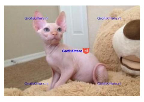 mannelijke en vrouwelijke Sphynx-kittens