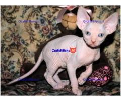 mannelijke en vrouwelijke Sphynx-kittens