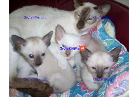 KWALITEIT Mannelijke en vrouwelijke Siamese kittens klaar