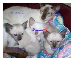 KWALITEIT Mannelijke en vrouwelijke Siamese kittens klaar