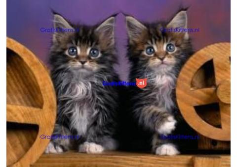 Charmante Maine Coon Kitten