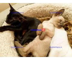 Stamboom van Oosterse kittens