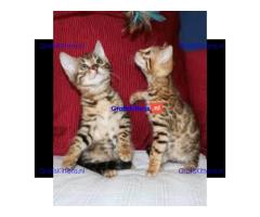 Bengaalse kittens beschikbaar