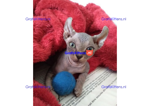Haarloze Elf Sphynx-kittens, TICA.
