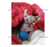 Haarloze Elf Sphynx-kittens, TICA.