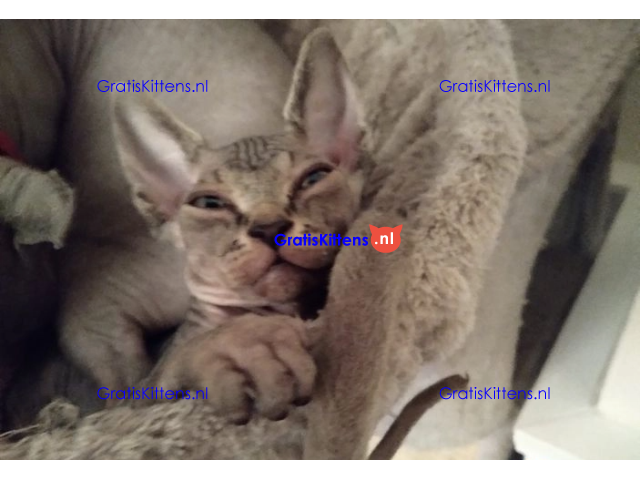 Haarloze Elf Sphynx-kittens, TICA.