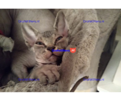 Haarloze Elf Sphynx-kittens, TICA.