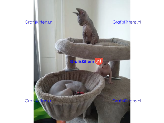 Haarloze Elf Sphynx-kittens, TICA.