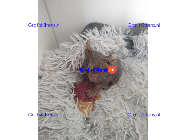 Haarloze Elf Sphynx-kittens, TICA.