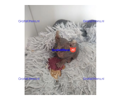 Haarloze Elf Sphynx-kittens, TICA.