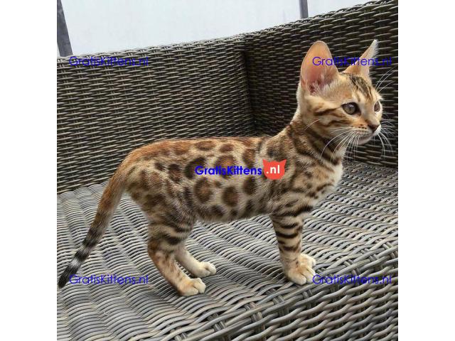 Dedigree Bengal kittens ready now