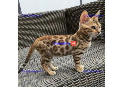 Dedigree Bengal kittens ready now