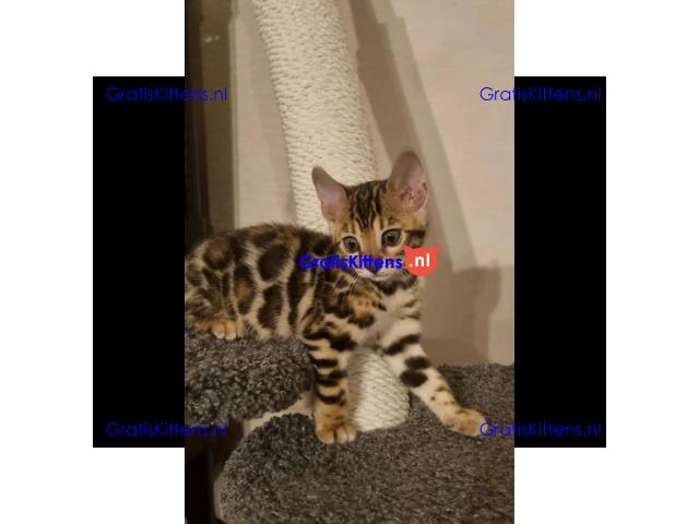 Dedigree Bengal kittens ready now