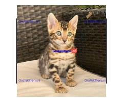 Dedigree Bengal kittens ready now