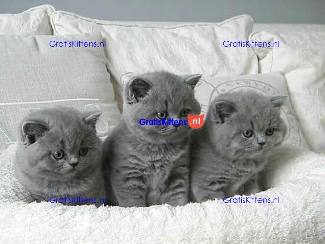british shorthair kittens Whatsapp me at  +31623136056