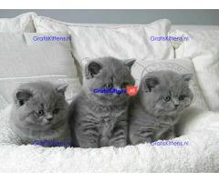 british shorthair kittens Whatsapp me at  +31623136056