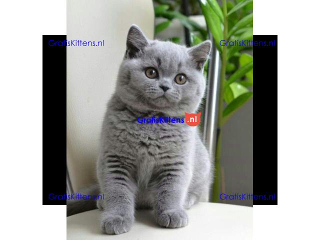 british shorthair kittens Whatsapp me at  +31623136056