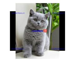 british shorthair kittens Whatsapp me at  +31623136056