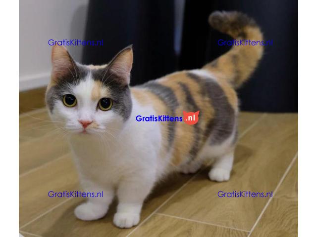 Rare Breed Munchkin  kittens Whatsapp me at  +31623136056