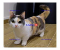 Rare Breed Munchkin  kittens Whatsapp me at  +31623136056