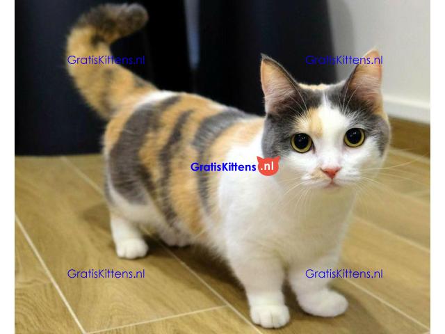 Rare Breed Munchkin  kittens Whatsapp me at  +31623136056