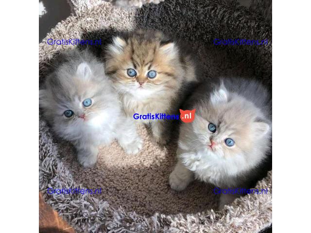 Gorgeous full  persian kittens