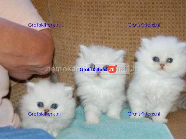 Gorgeous full  persian kittens