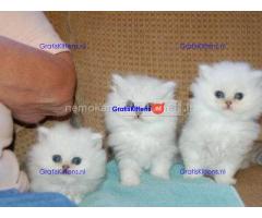 Gorgeous full  persian kittens
