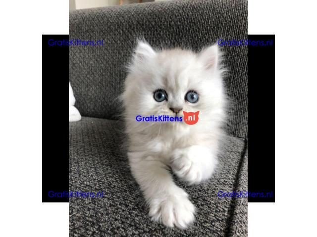 Gorgeous full  persian kittens