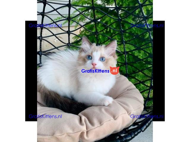 Ragdoll kittens Whatsapp me at  +31623136056