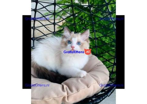 Ragdoll kittens Whatsapp me at  +31623136056