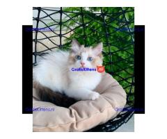 Ragdoll kittens Whatsapp me at  +31623136056