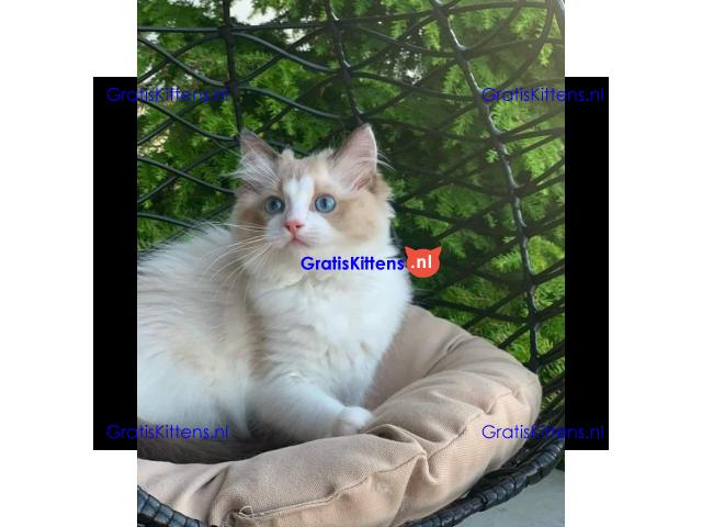 Ragdoll kittens Whatsapp me at  +31623136056