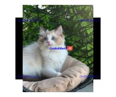 Ragdoll kittens Whatsapp me at  +31623136056