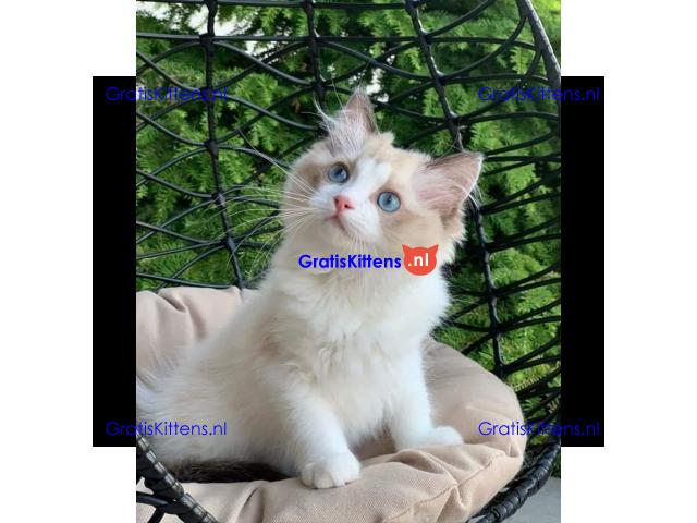 Ragdoll kittens Whatsapp me at  +31623136056